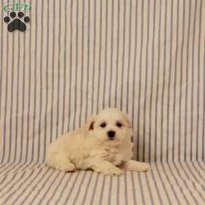 Nyland, Maltipoo Puppy